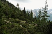 90 Compare la vegetazione di abeti, larici, pini mugo